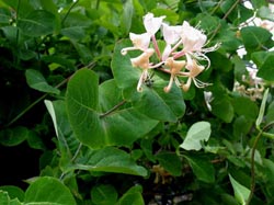 lonicera[1]