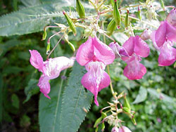 impatiens[2]