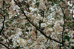 crabapple