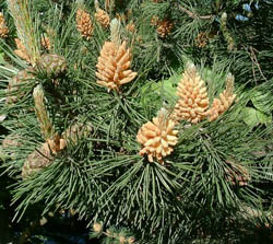 pine