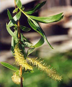 willow